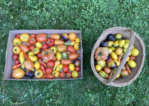 box and basket full of colorful tomatoes in the garden, Lithuania