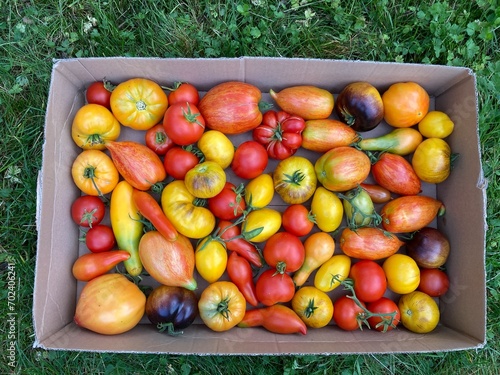 box full of colorful tomatoes in the garden, Lithuania