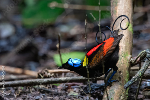 Wilson's bird-of-paradise or Diphyllodes respublica seen in Waigeo in West Papua