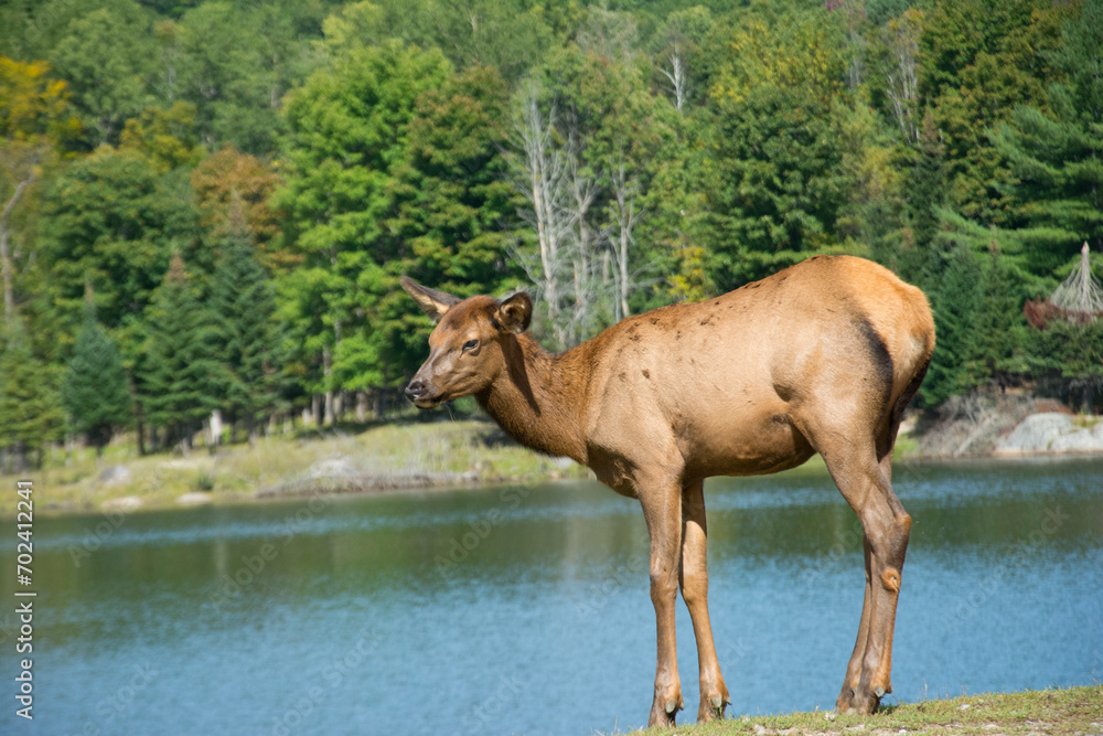 Fototapeta premium A female Elk in late summer.