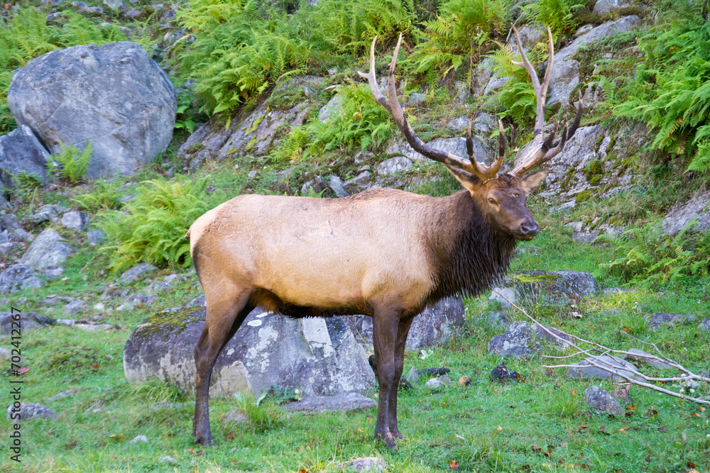 A male Elk.