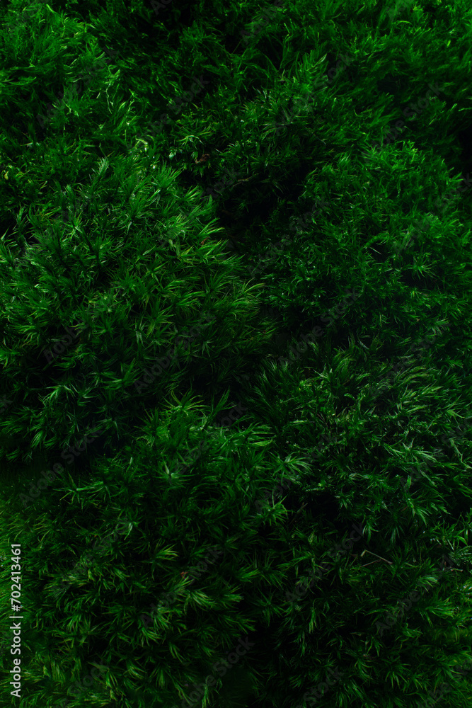 Macro texture of green moss Macro texture of green moss