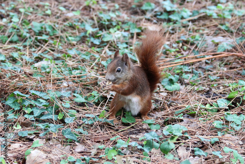 Red squirrel in park consuming human-provided little donut - A snapshot of ecological disruption and the wrong practice of human-induced wildlife nutrition  unveiling the bad ecological consequences.