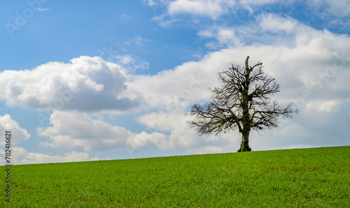 A solitary or lonely tree without leaves growing on the horizon. Green agricultural field with blue sky and clouds.