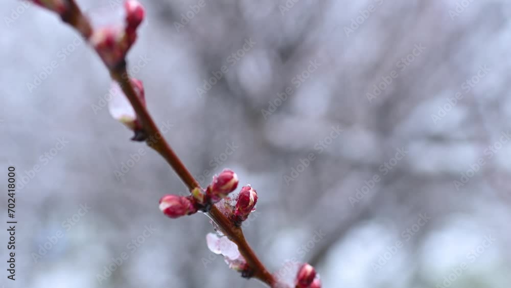 close-up of blooming apricots in ice against the background of snowfall. close-up of blooming apricots in ice against the background of snowfall.