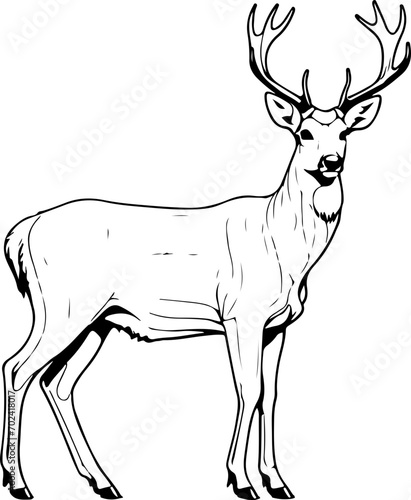 Deer SVG bundle  Deer SVG  deer outline svg  3d deer svg  deer hunting svg  white tail deer svg  baby deer svg  deer scene svg