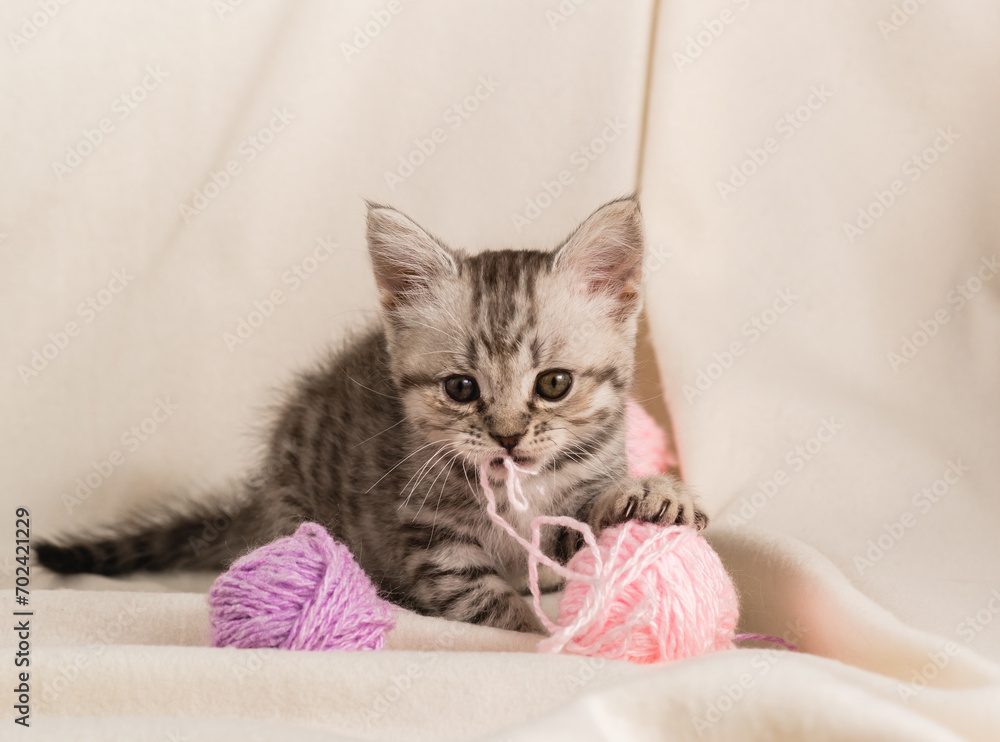 A small striped gray kitten is playing with balls lilac threads on the sofa