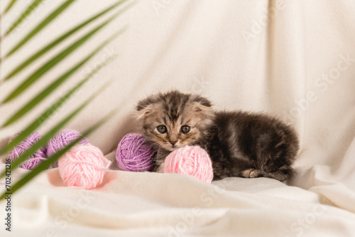 A small homemade brown fluffy kitten is lying at home on beige plaid with tangles of woolen lilac threads. Palm tree branch
