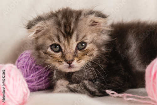 A small homemade brown fluffy kitten lies with balls of woolen lilac threads