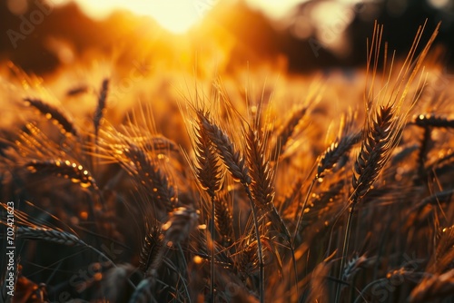 Amber hues paint the sky above a bountiful field of wheat, signaling the end of summer and the start of a fruitful harvest