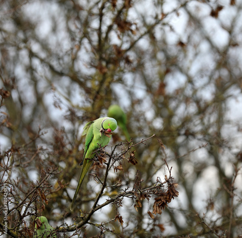 Ring-necked parakeet sitting in a tree