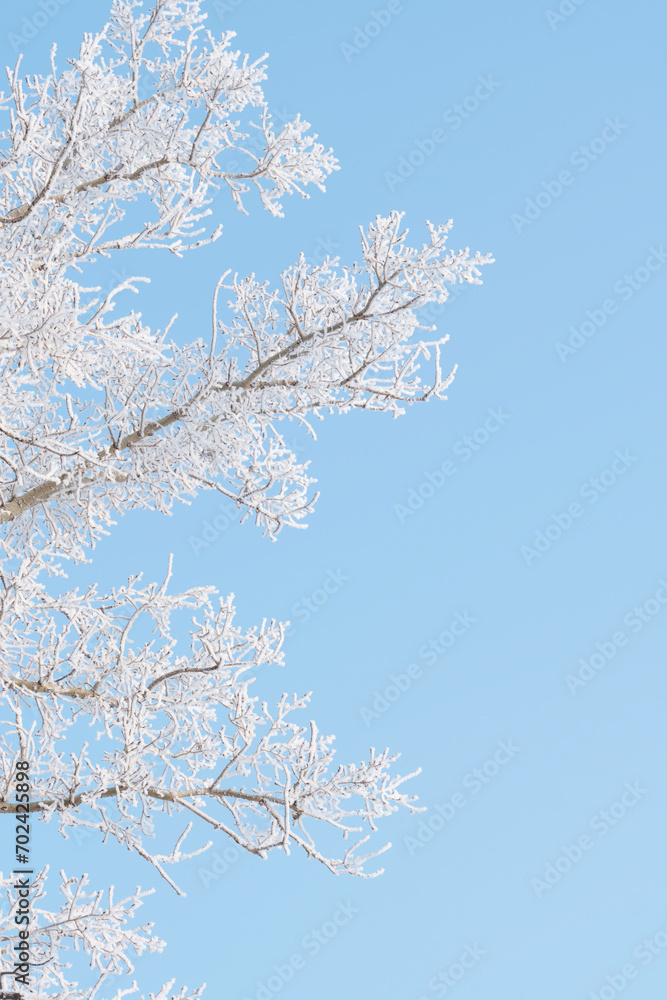 Branches tree are covered with snow crystals and frost after severe winter frosts blue background clear sky. Branches tree are covered with snow crystals and frost after severe winter frosts blue background clear sky.