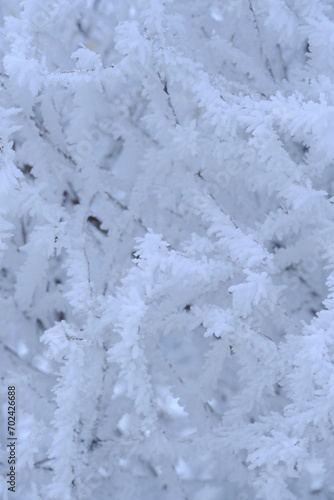 Branches tree are covered with snow crystals and frost after severe winter frost.