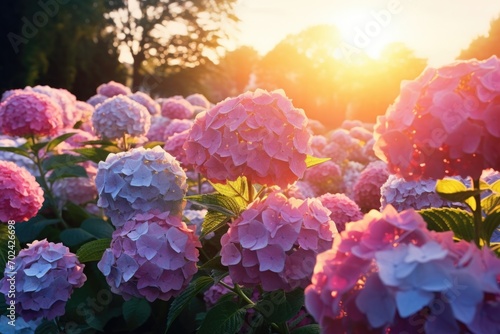 Fototapeta Naklejka Na Ścianę i Meble -  Hydrangea flowers in the garden at sunset. Generative AI.