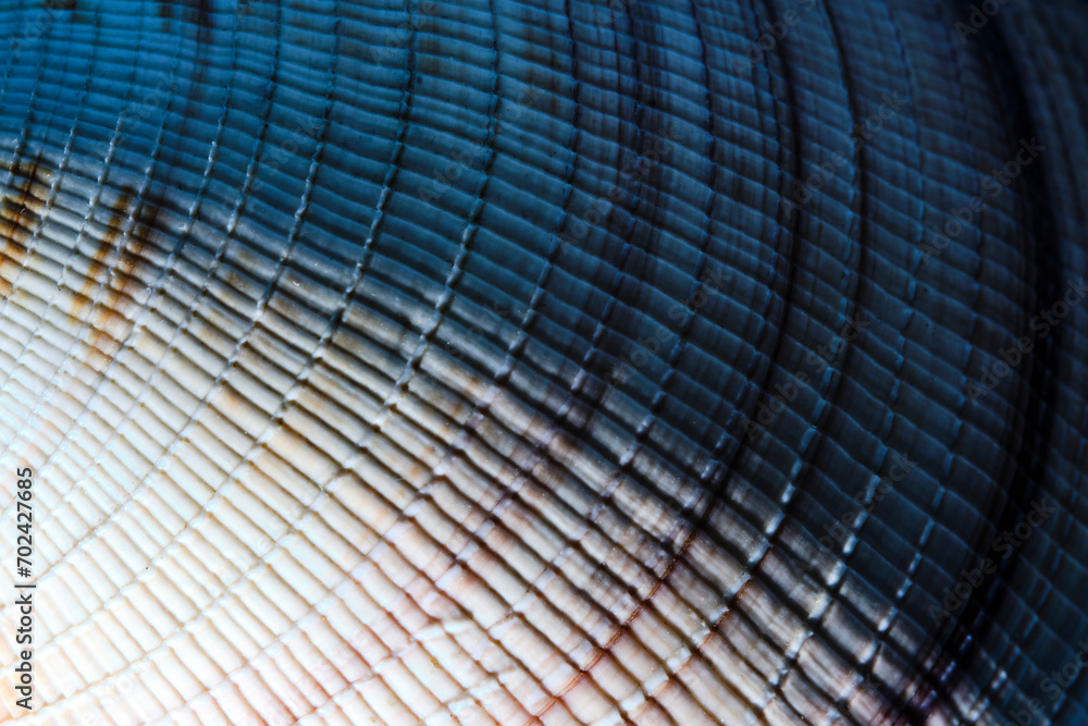 Fototapeta premium Background and texture seashell closeup.