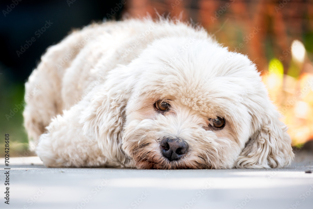 Small dog lying down with bored face looking at camera