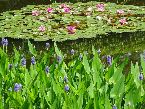 Waterlily pond