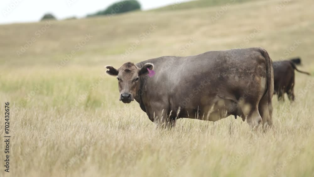 free range sustainable black stud wagyu cows in a field of tall long grass on an agricultural farm in outback australia. free range sustainable black stud wagyu cows in a field of tall long grass on an agricultural farm in outback australia.