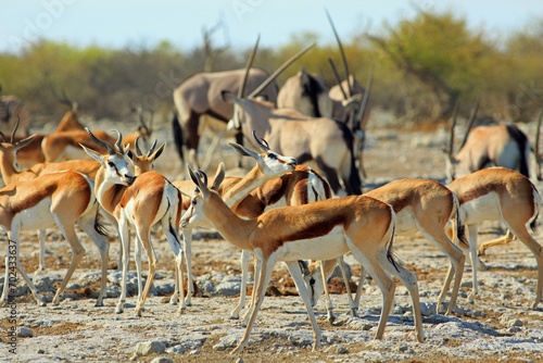 Herd of springbok at a small waterhole, with a sea of Oryx horns in the background