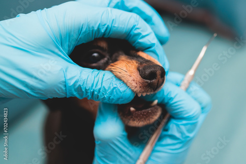Konstfotografi Veterinarian specialist holding small dog and cleaning whitening dog teeth at ho