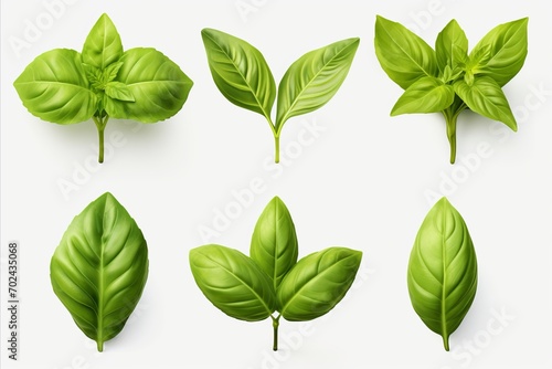 Fresh green basil leaves grown in herb garden high detail isolated on white background