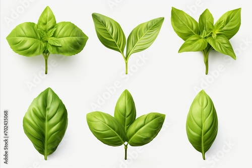Fresh green basil leaves grown in herb garden   high detail isolated on white background