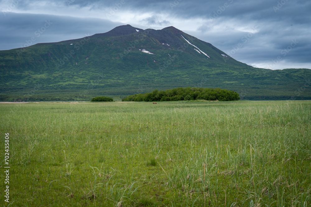 Fototapeta premium Alaskan brown bear in the distance. Grazing on sedge grass with mountains of Lake Clark National Park and Preserve, Alaska. Safe viewing distance. 
