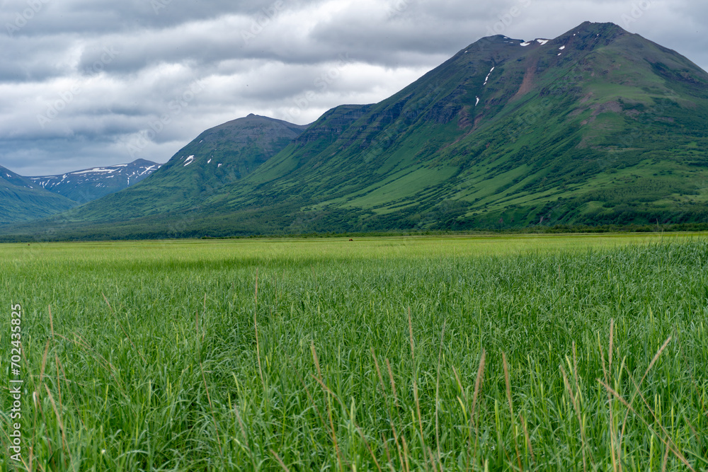 Fototapeta premium Alaskan brown bear in the distance. Grazing on sedge grass with mountains of Lake Clark National Park and Preserve, Alaska. Safe viewing distance. 