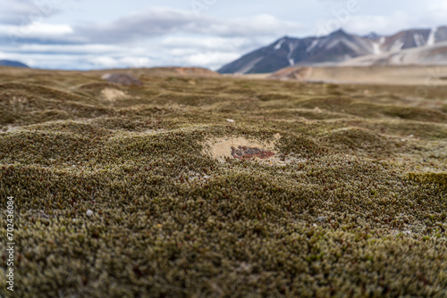 Valley of Ten Thousand Smokes in Katmai National Park and Preserve in Alaska is filled with ash flow from Novarupta eruption in 1912. Plant life slowly returning to devastated valley.  Moss, lichen. photo