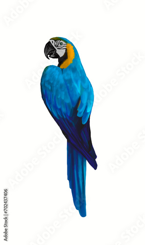 Blue and gold macaw parrot.
