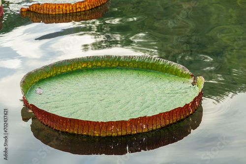 Vitória-régia gigante flutuando em um lago ela é verde bom bordas avermelhadas, o lago está calmo e tranquilo. photo