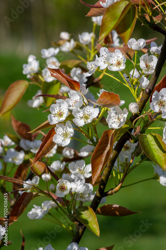 Pyrus pyrifolia asian pear white tree flowers in bloom, nashi flowering branches photo