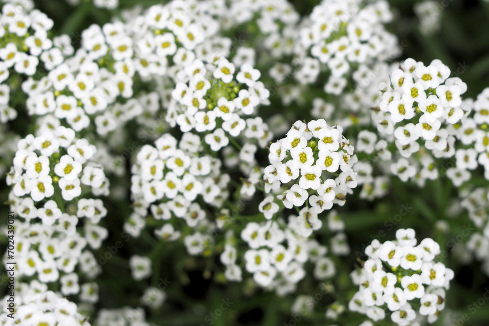 Lobularia is marine . lots of little flowers. beautiful white flowers . view from above. the poster. calendar