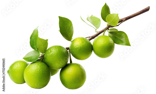 Wallpaper Mural Branch of fresh delicious limes, cut out Torontodigital.ca