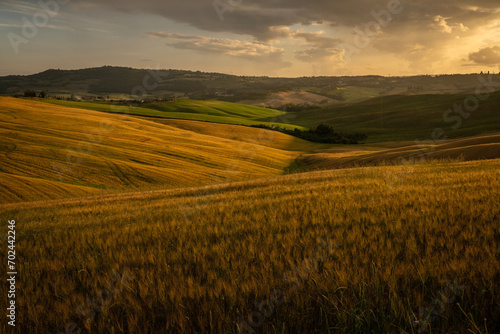 Golden light during sunset hills with wavy grain in the Crete Senesi area of ​​Tuscany, Italy. It is a much photographed area and is visited by many tourists.