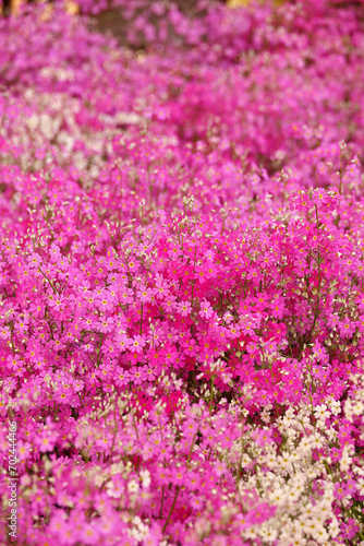 A close-up background photo of a pink moss phlox flower bed