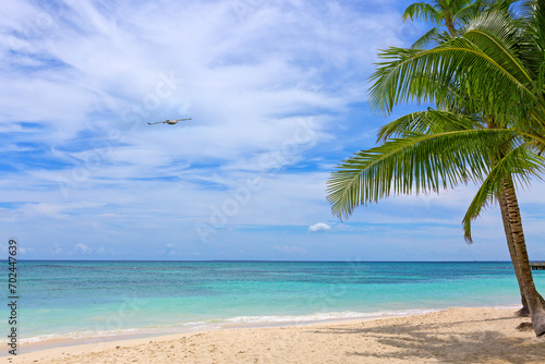 Fototapeta Naklejka Na Ścianę i Meble -  Tropical palm trees on the Caribbean beach and blue sky background.