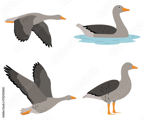 Set of beautiful gray geese birds in cartoon style. Vector illustration of gray geese in different poses: flying, standing, swimming in the river isolated on a white background.