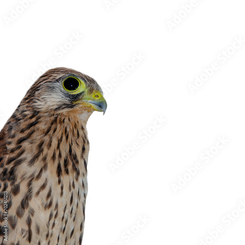 Portrait of a falcon sideways. Isolate. The kestrel's muzzle looks away. 
