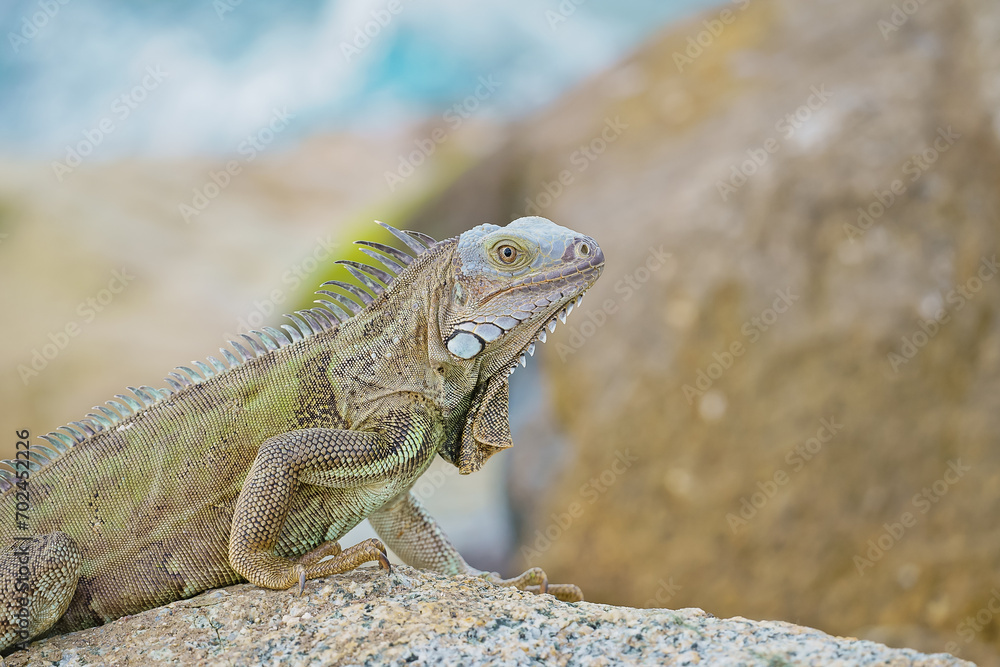 Wild green iguana on rock Aruba Wild green iguana on rock Aruba