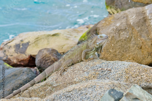 Wild green iguana on rock Aruba