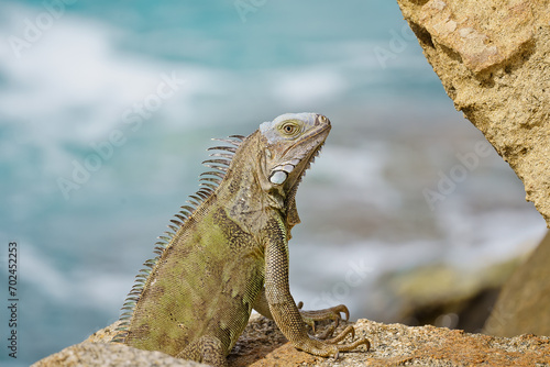 Portrait of wild green iguana on rock Aruba
