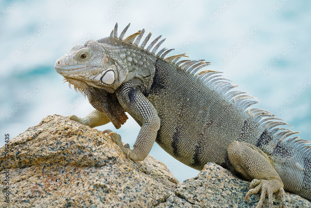 Portrait of wild green iguana on rock Aruba
