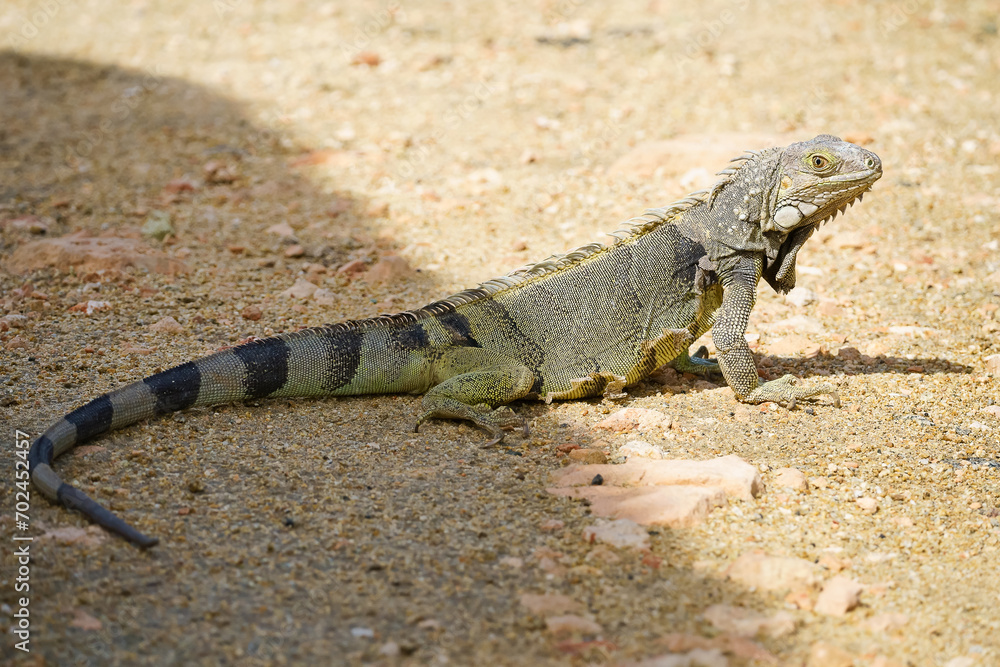 Wild green iguana Aruba