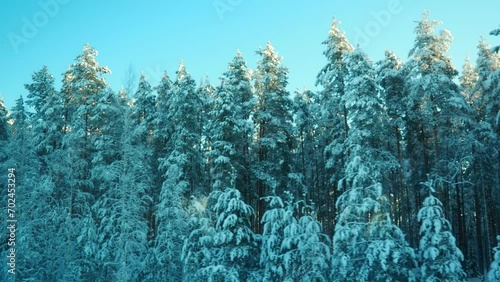 Winter train journey into a snowy fairy tale. View from the window of a moving vehicle onto a snow-covered, windless taiga forest. White snowdrifts, spruce and pine trees under snow cover. Karelia photo