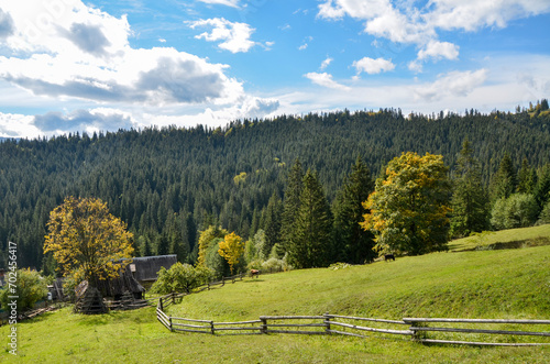 Rural wooden houses at the foot of the green Carpathian Mountains covered with evergreen spruce pine forest and distant mountain peaks on summer sunny day 