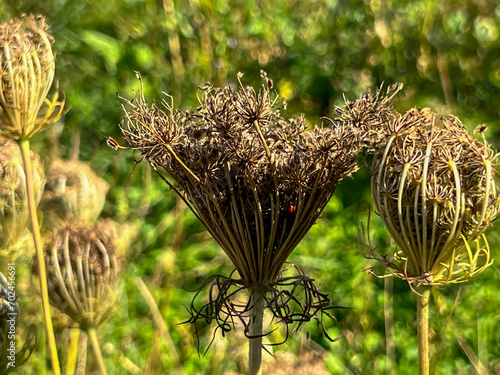 Dill, cumin and similar plants with ripe seeds against the background of wasteland overgrown with green weeds photo