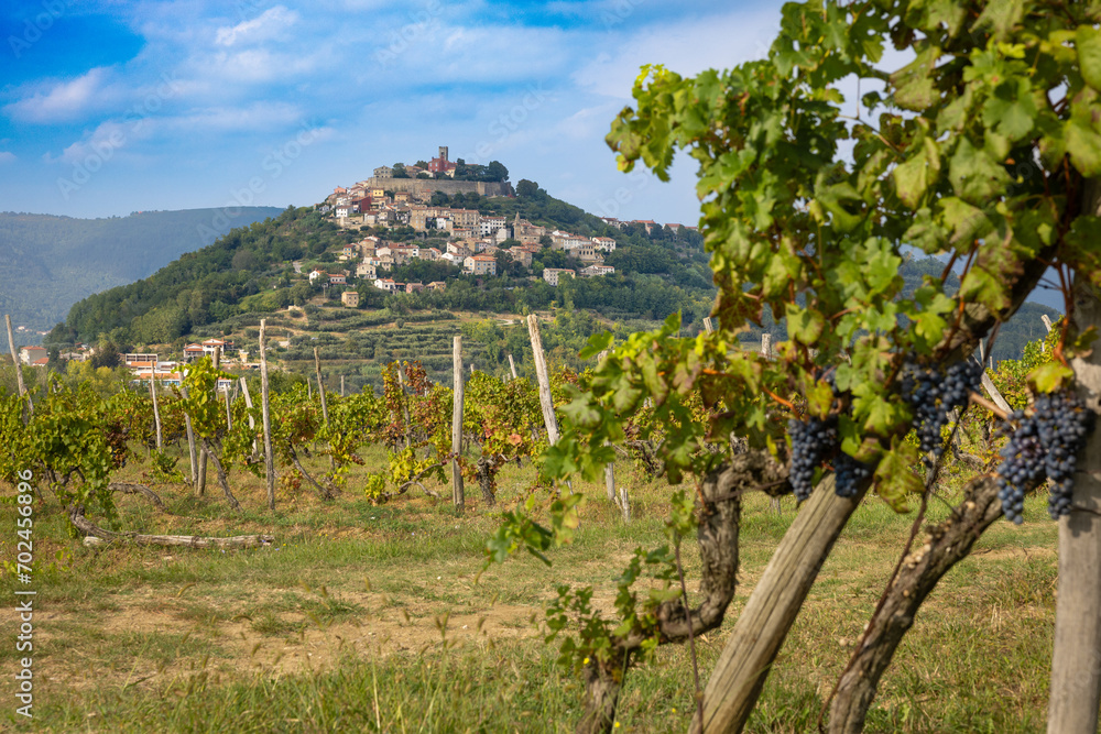 The Croatian mountain village Motovun, a vineyard in front. Istria region.