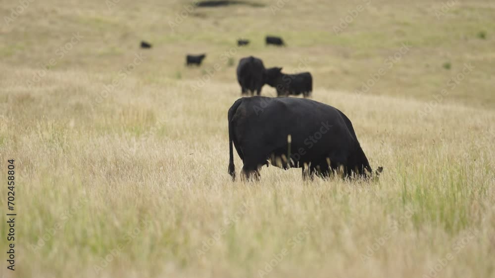 wagyu and angus cattle are Agricultural free range livestock on a farm. Cows grazing on free range green pasture and native grasses. Fat cow in a field on a farm wagyu and angus cattle are Agricultural free range livestock on a farm. Cows grazing on free range green pasture and native grasses. Fat cow in a field on a farm