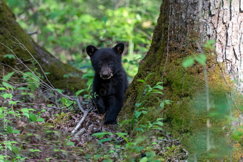 Black bear cub amoung the large trees